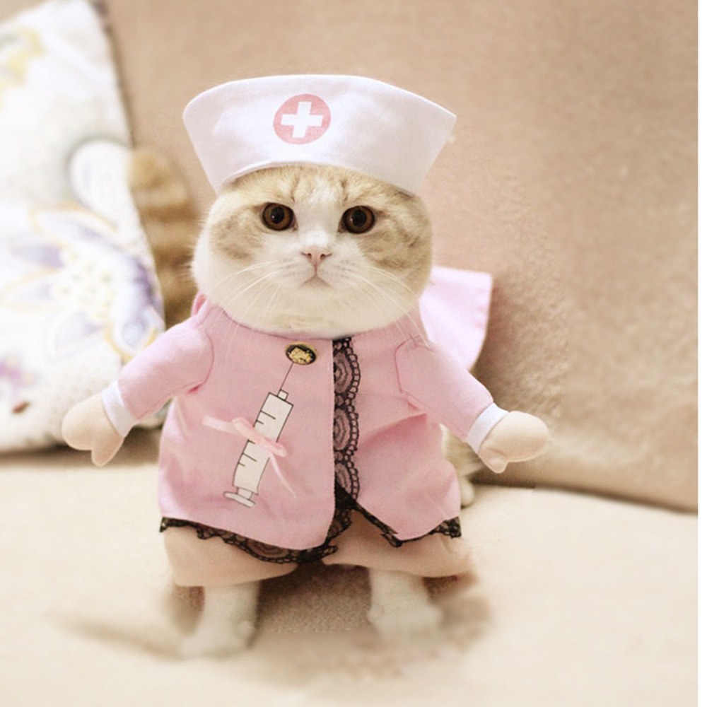 Chat portant le costume d'Halloween Nurse