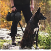 Aufrollbare Reisedecke für Hunde