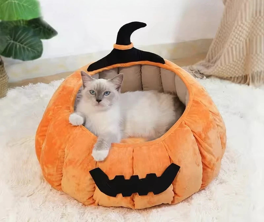 Cuccia zucca per gatti